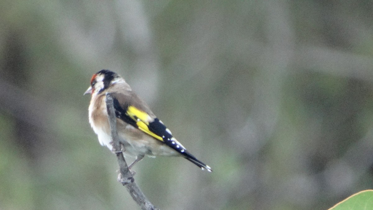 Chardonneret élégant - ML475583381