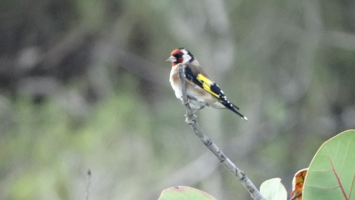 European Goldfinch - ML475583391