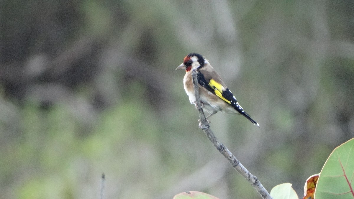 Chardonneret élégant - ML475583401