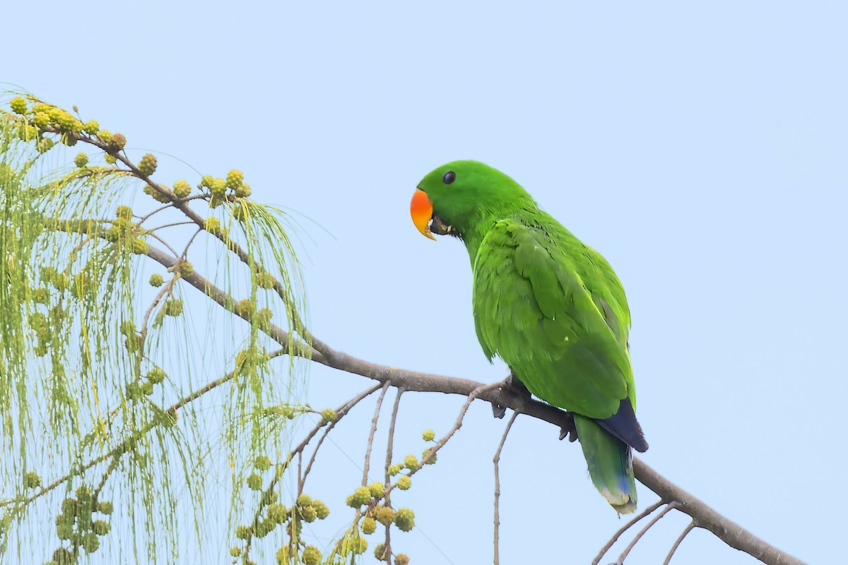 Papuan Eclectus - Bradley Hacker 🦜