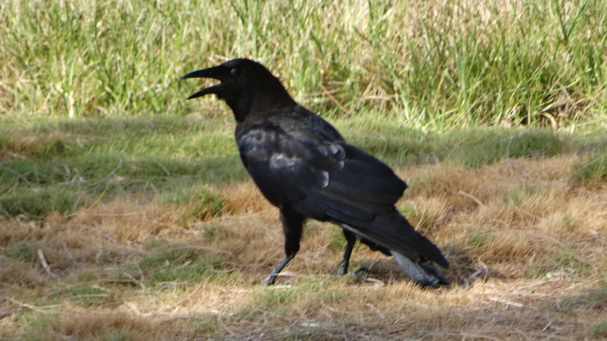 American Crow - ML475583701