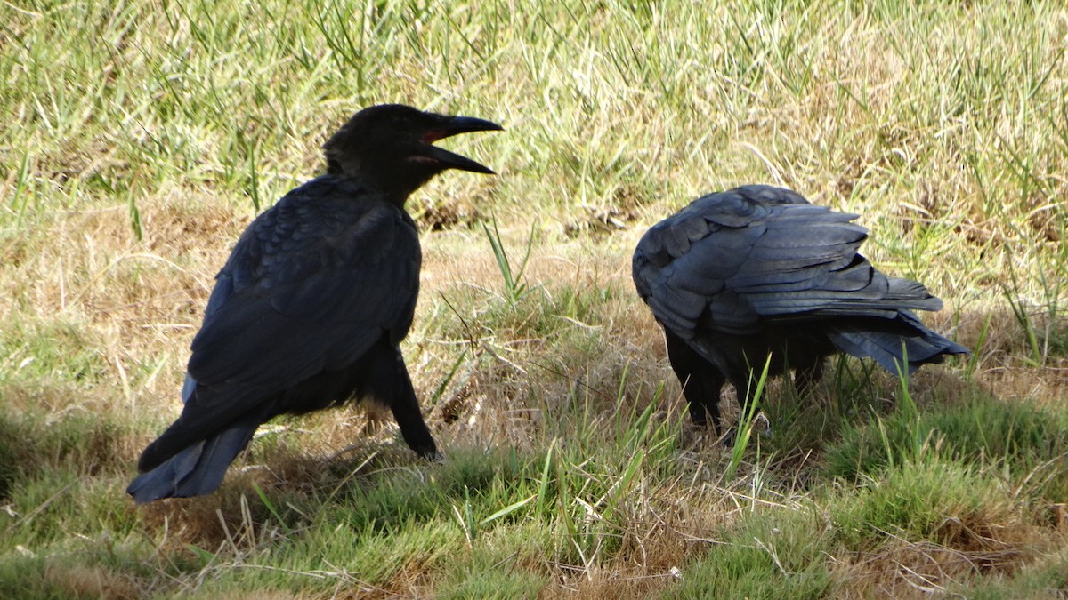 American Crow - ML475583711