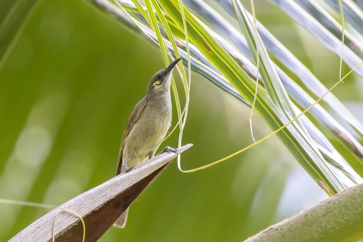 Olive Honeyeater - ML475583741