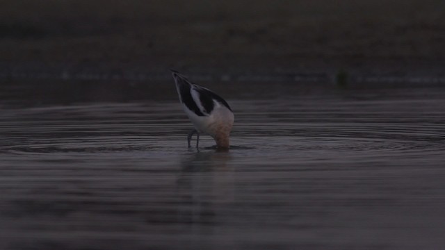 Avocette d'Amérique - ML475584