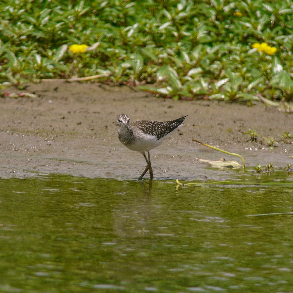 Solitary Sandpiper - ML475584001