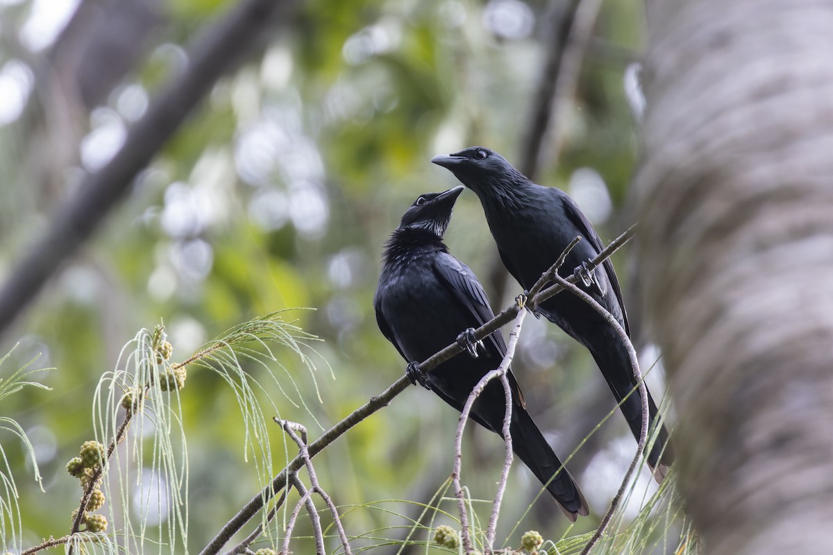 Moluccan Starling - ML475584021