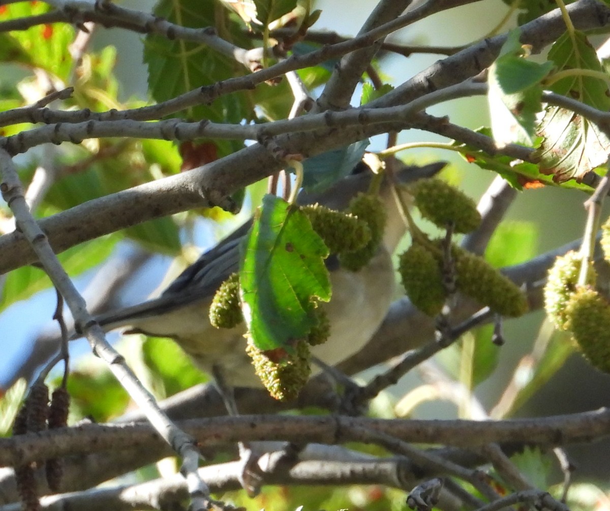 Cassin's Vireo - ML475584051