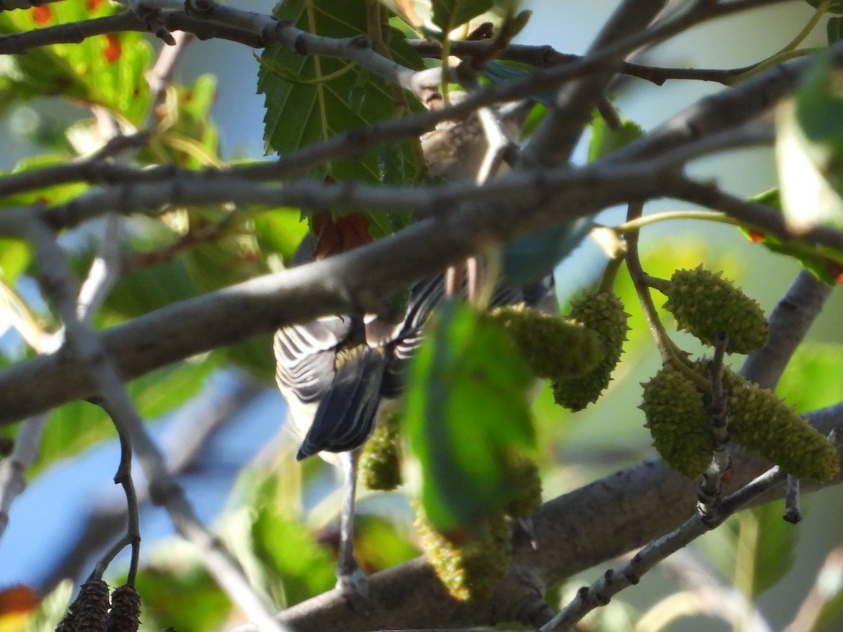 Cassin's Vireo - ML475584061