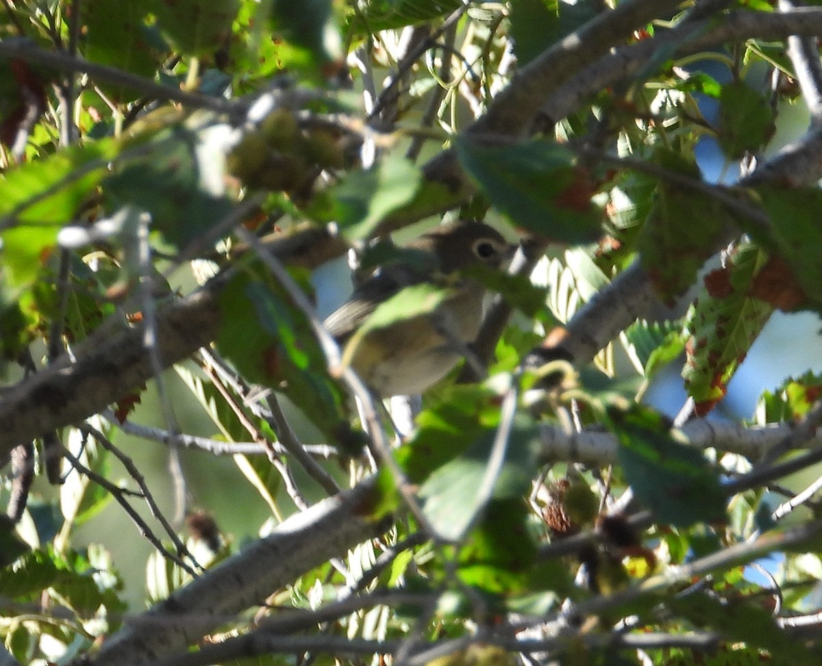 Cassin's Vireo - ML475584101