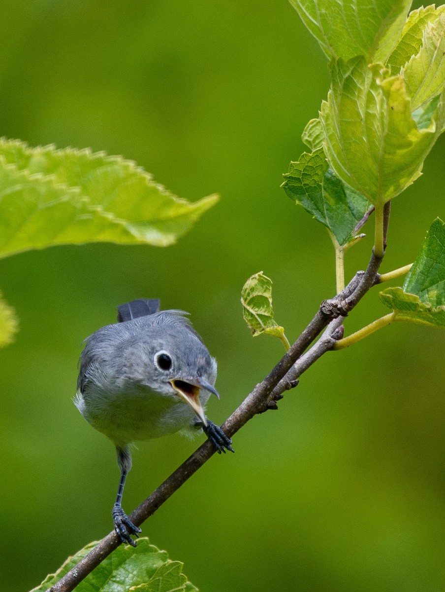 Blue-gray Gnatcatcher - ML475584251