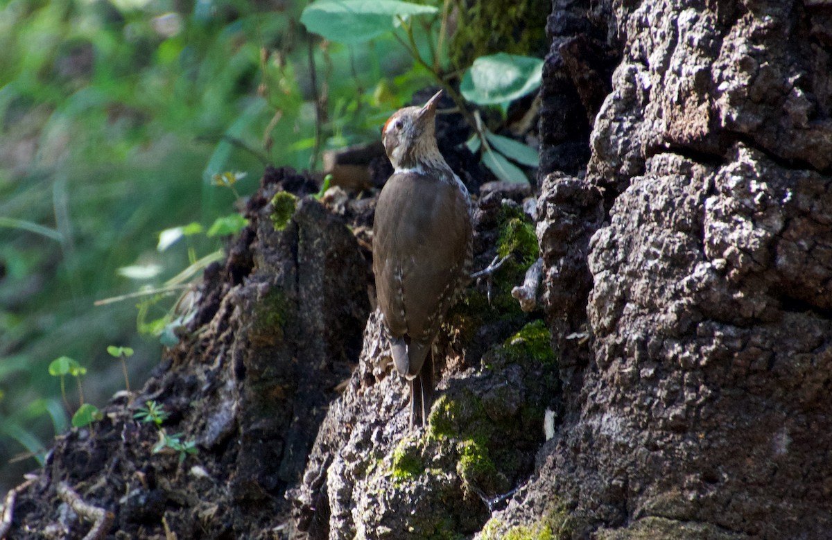 Arizona Woodpecker - ML475585301