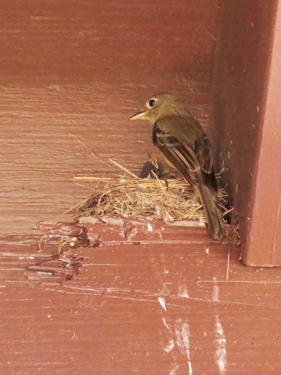 Western Flycatcher (Cordilleran) - ML475586271