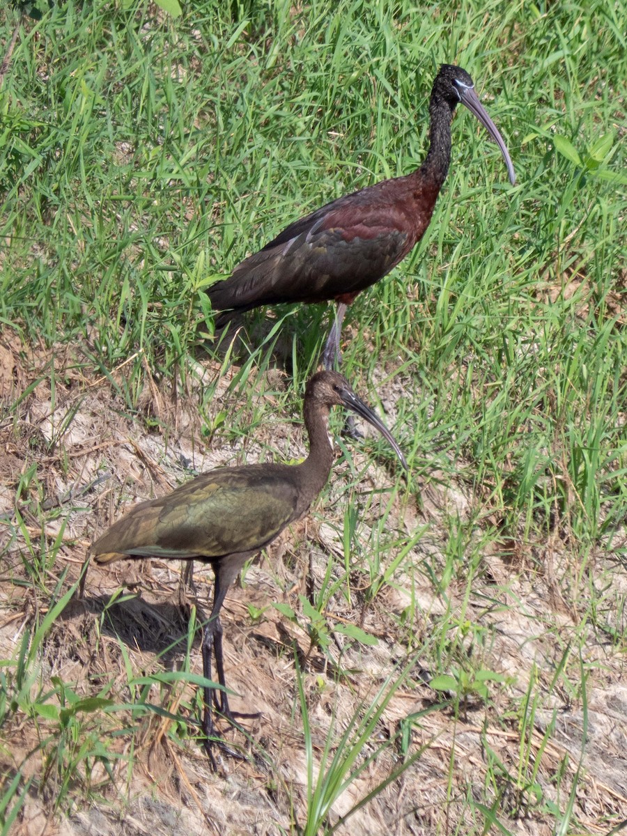 ibis hnědý - ML475586941