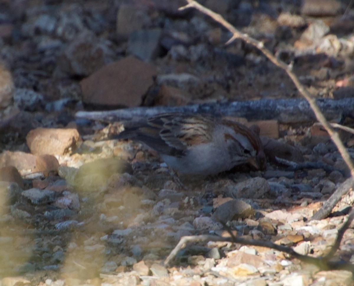 Rufous-winged Sparrow - ML475587271