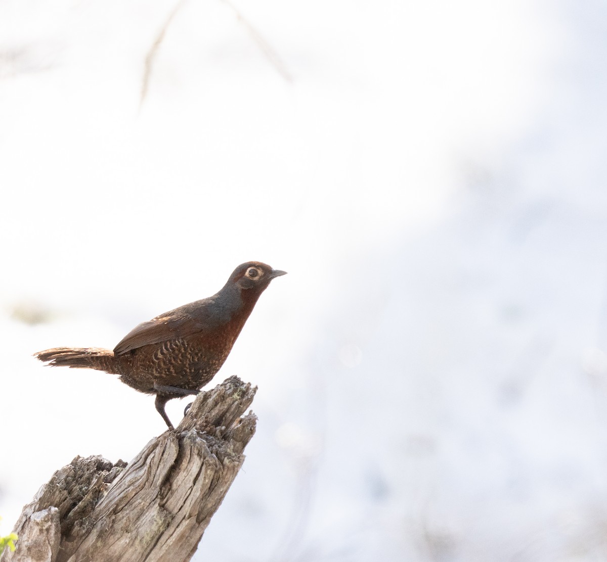 Chestnut-throated Huet-huet - Sergio Jaque Bopp