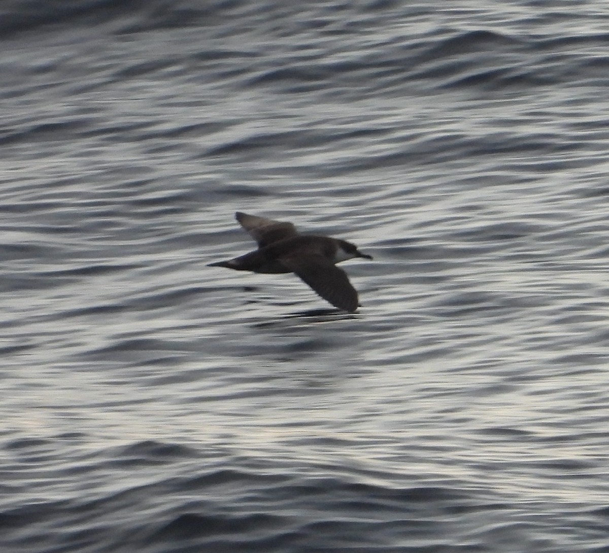 Great Shearwater - ML475589321