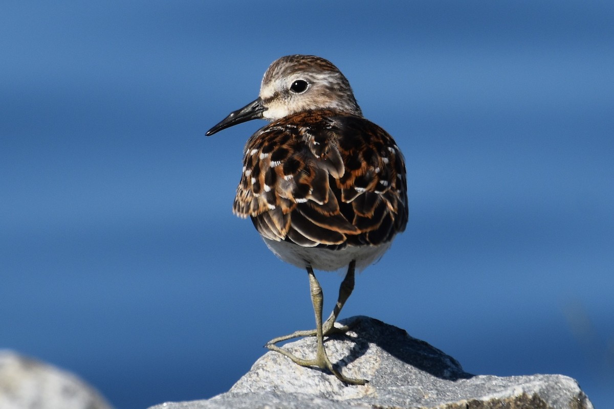 Least Sandpiper - ML475590551