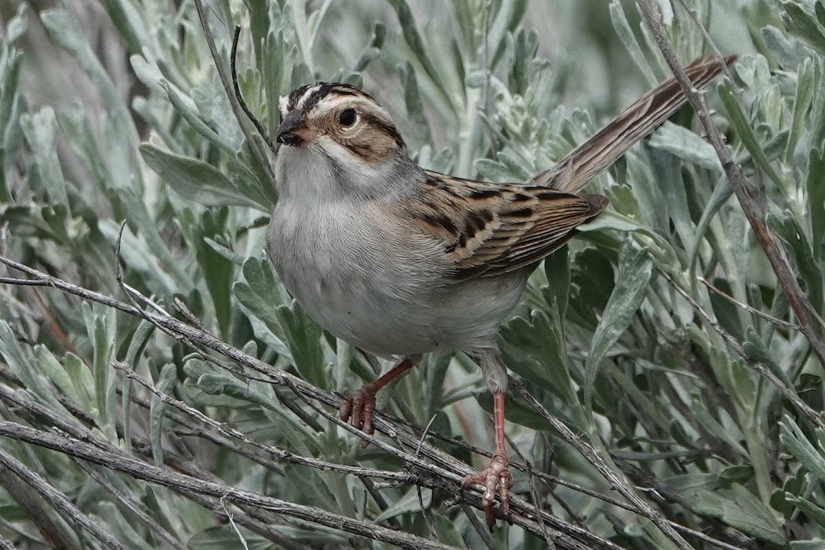 Clay-colored Sparrow - ML475591411
