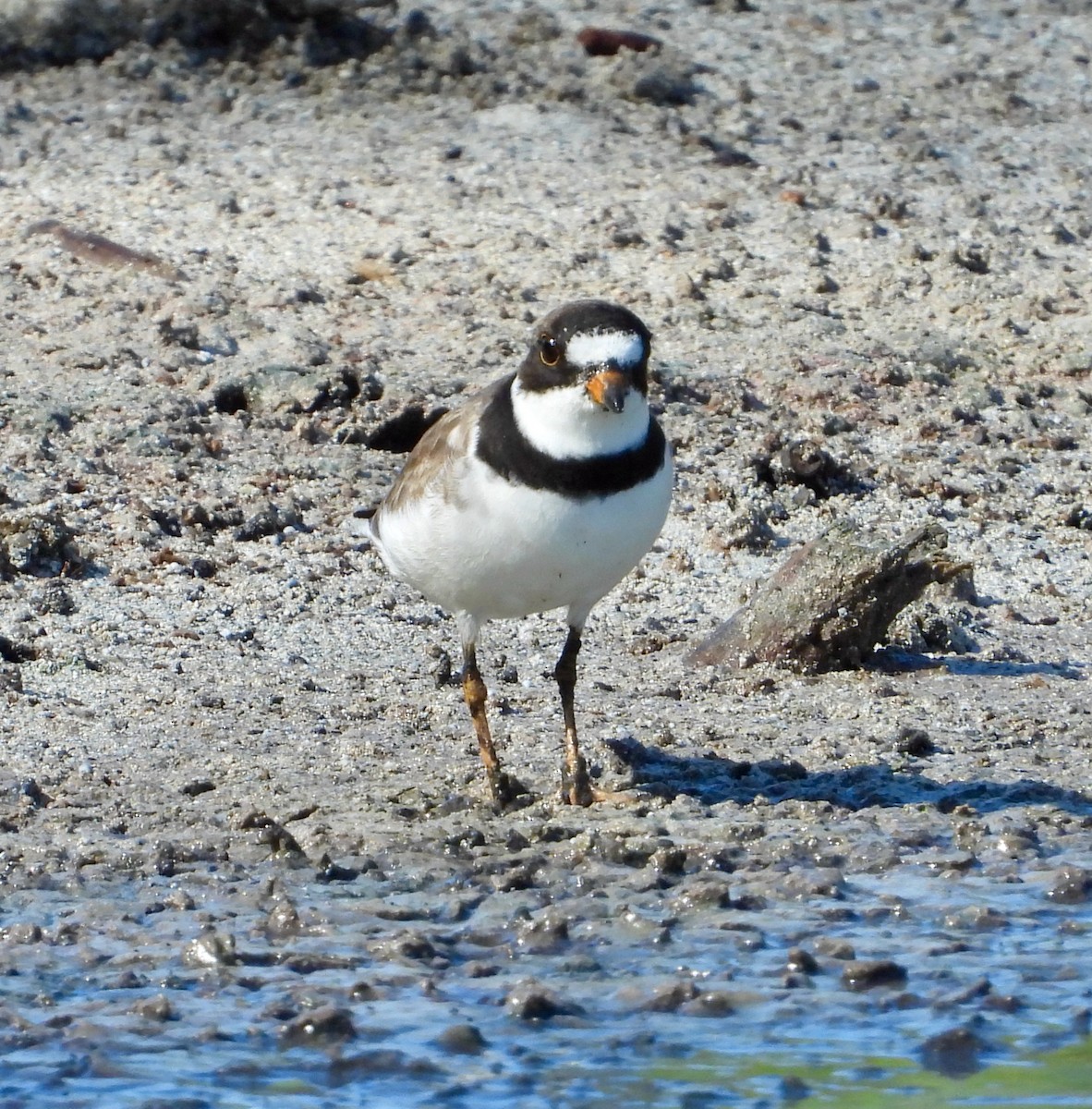 Semipalmated Plover - ML475592011