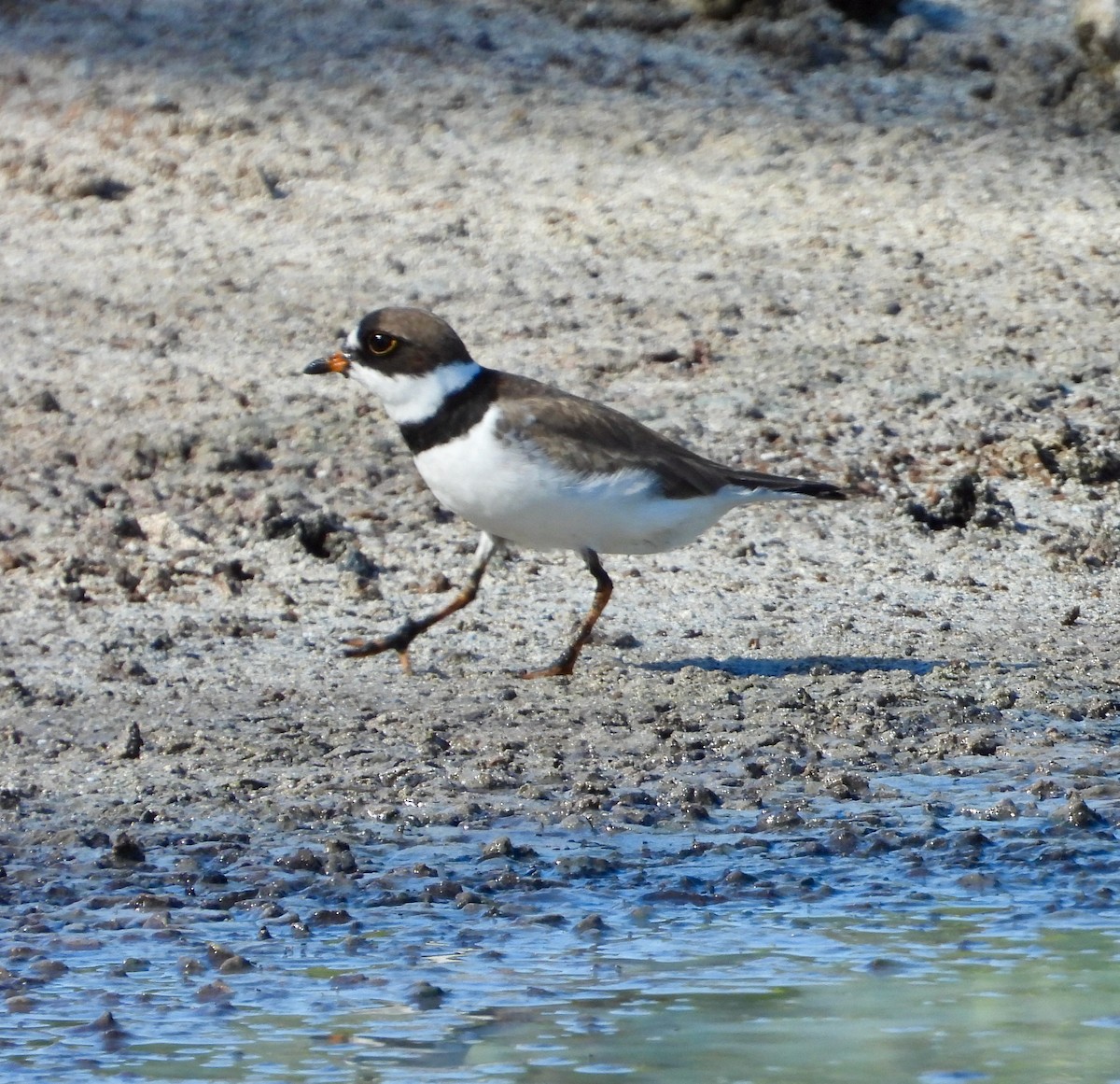 Semipalmated Plover - ML475592031