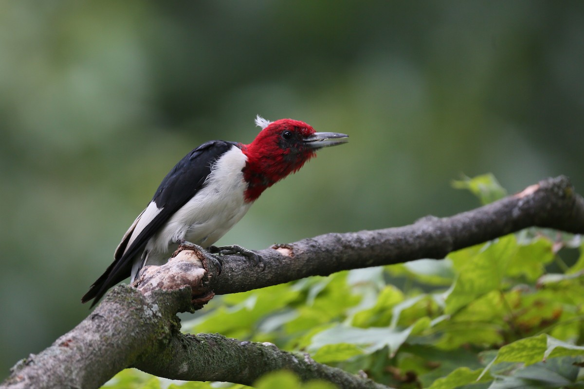 Red-headed Woodpecker - ML475592291