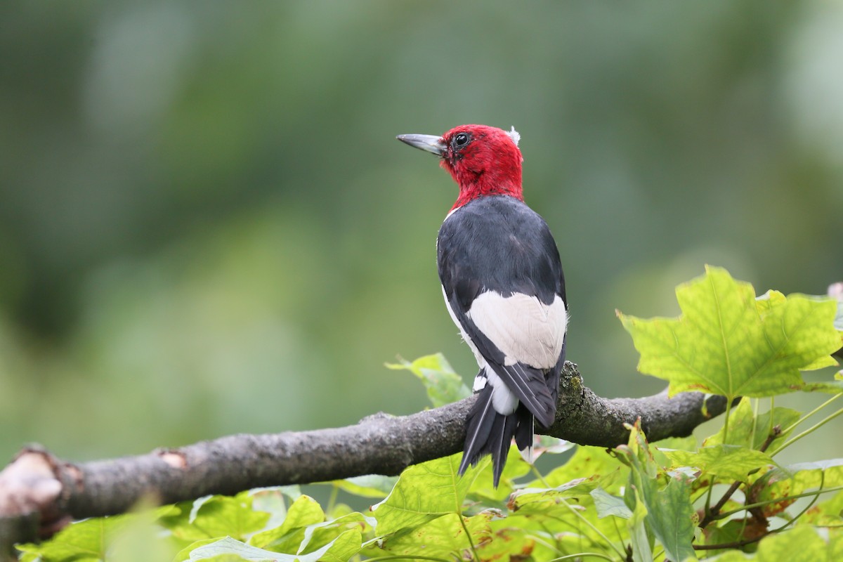 Red-headed Woodpecker - ML475592351