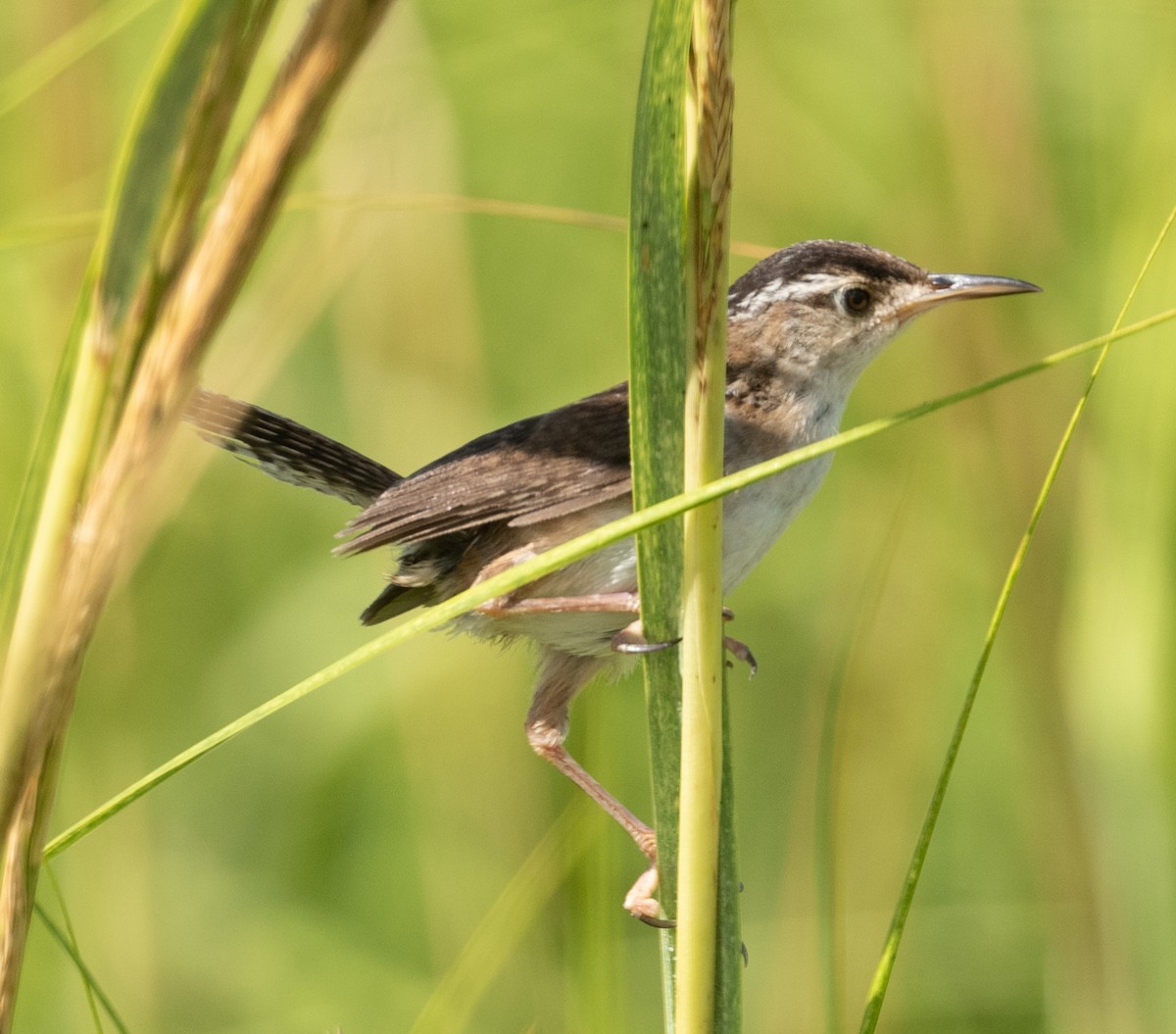 Marsh Wren - ML475592581