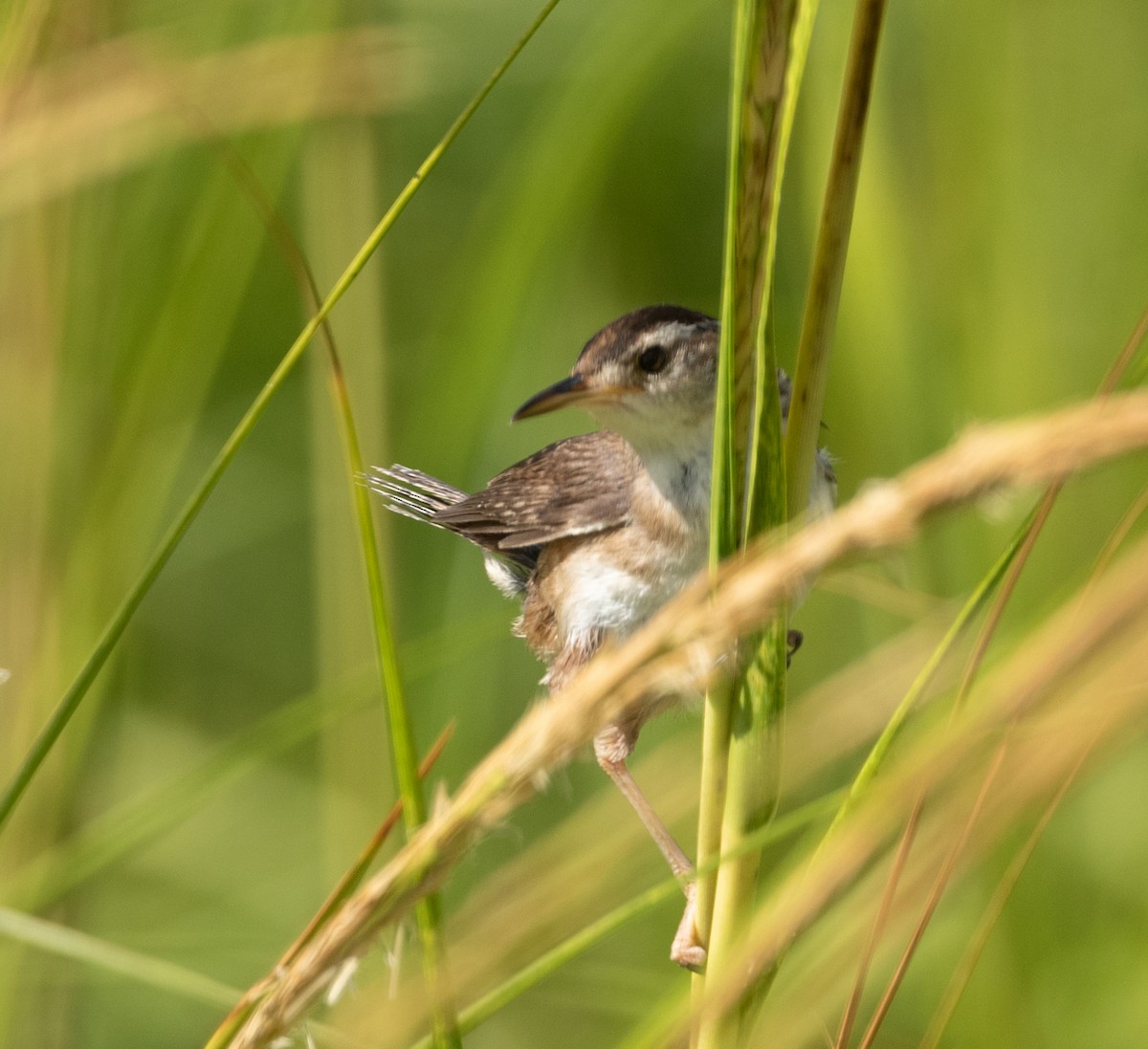 Marsh Wren - ML475592591