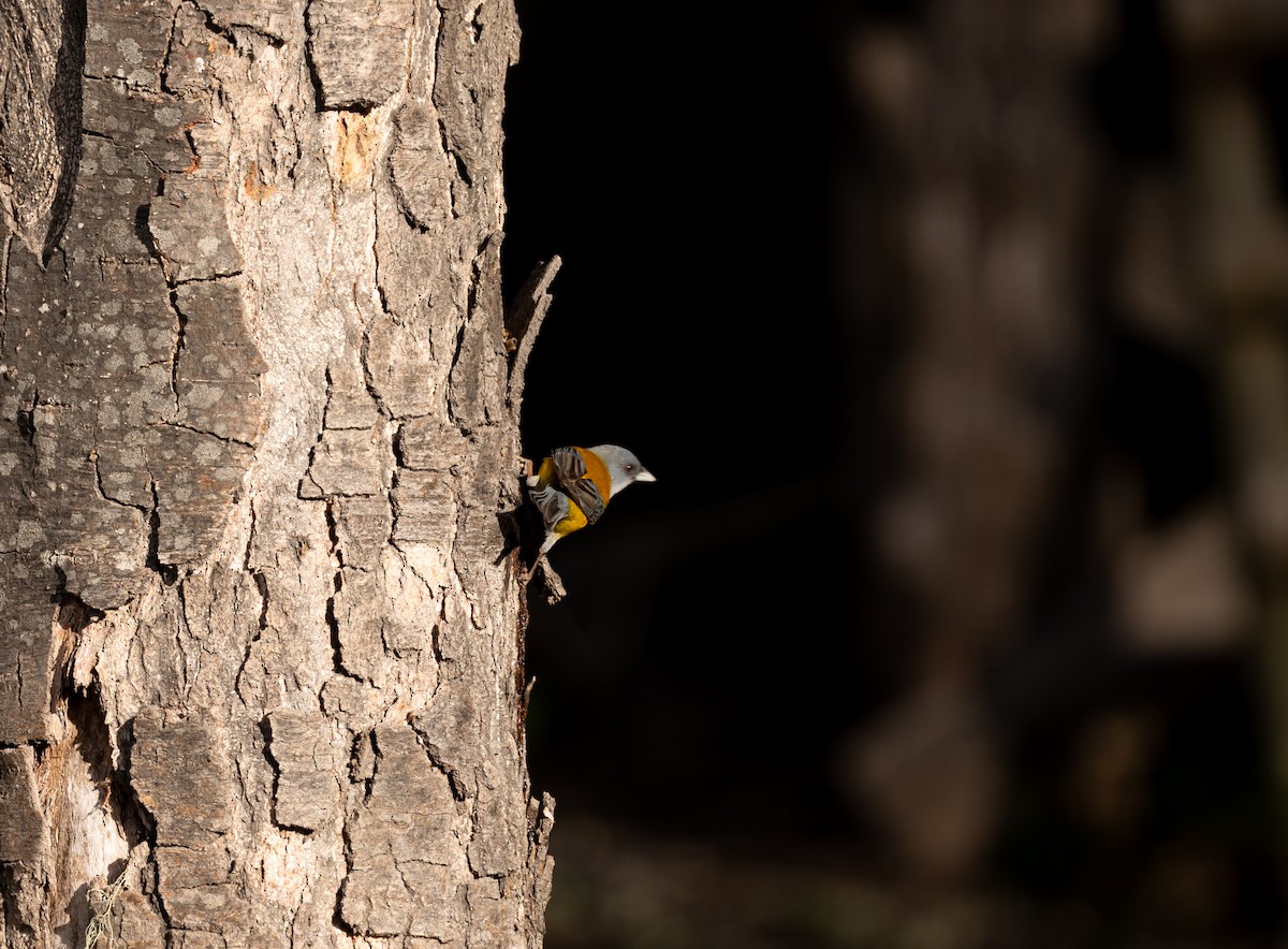 Patagonian Sierra Finch - ML475592981