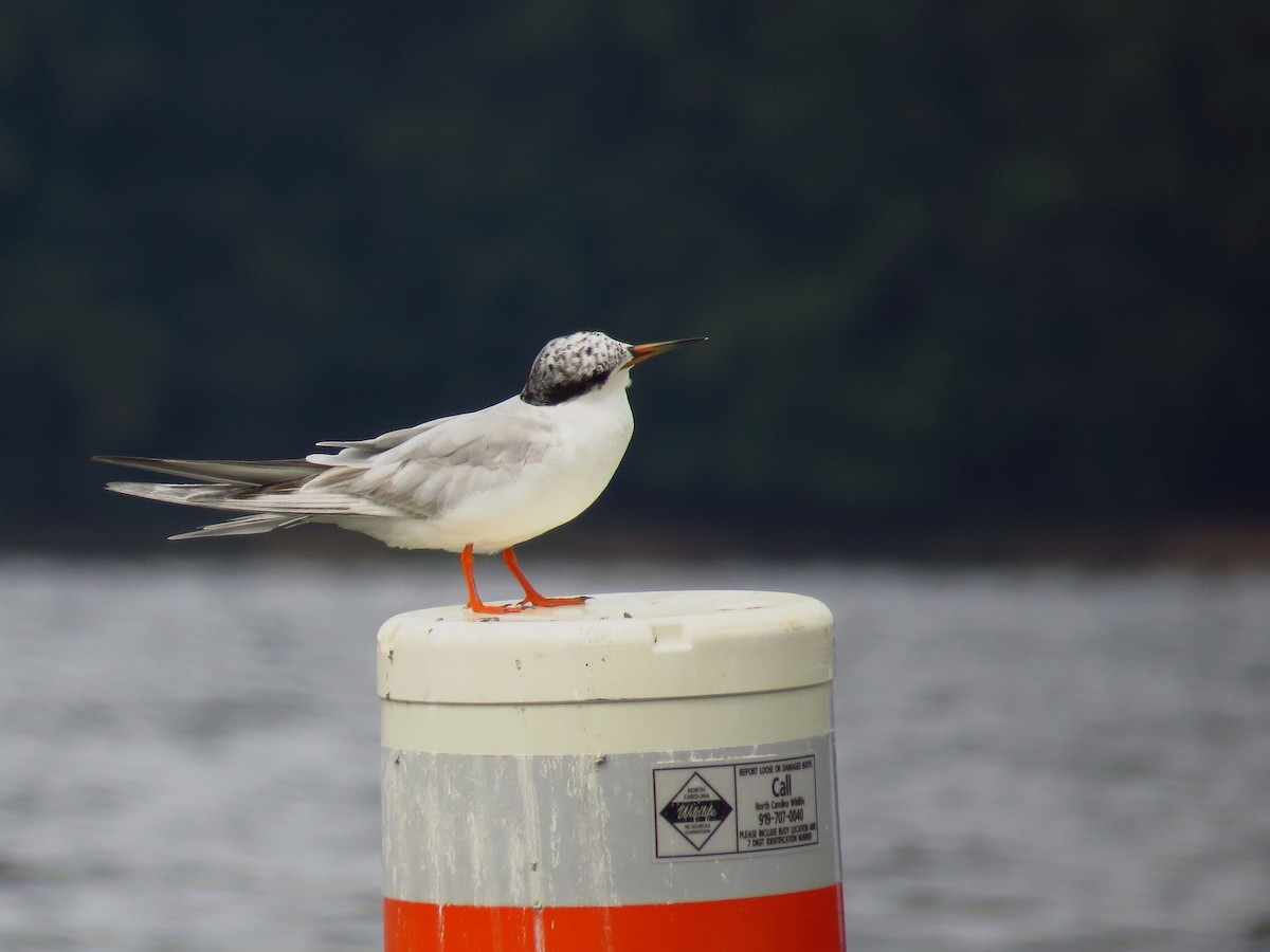 Forster's Tern - ML475593591
