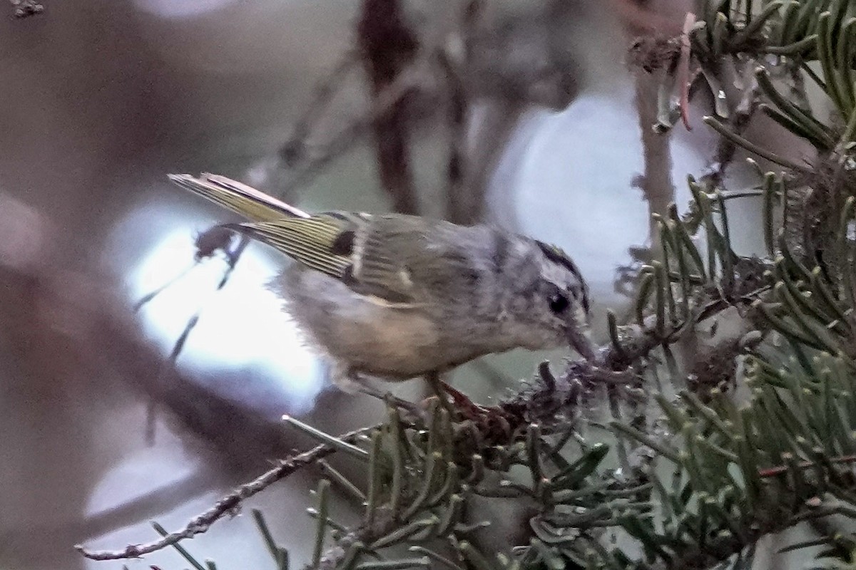 Roitelet à couronne dorée - ML475595041