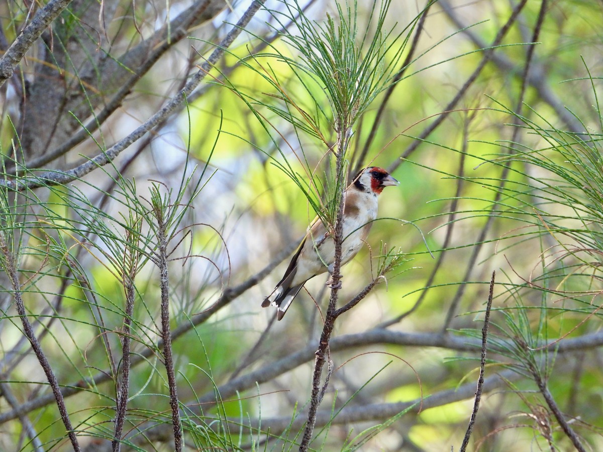 Chardonneret élégant - ML475595381