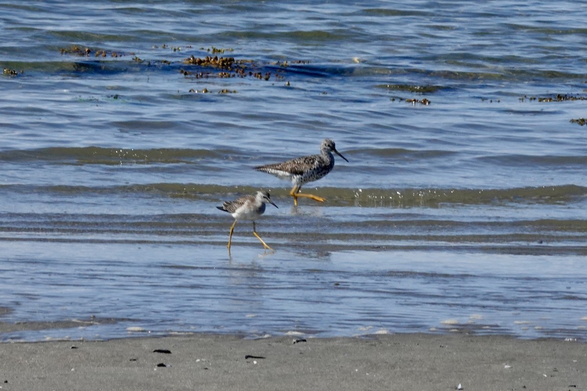 Lesser Yellowlegs - Gilbert Bouchard