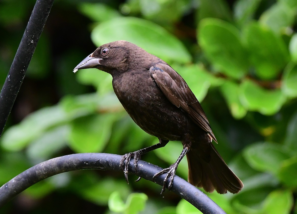 Bronzed Cowbird - ML475596541