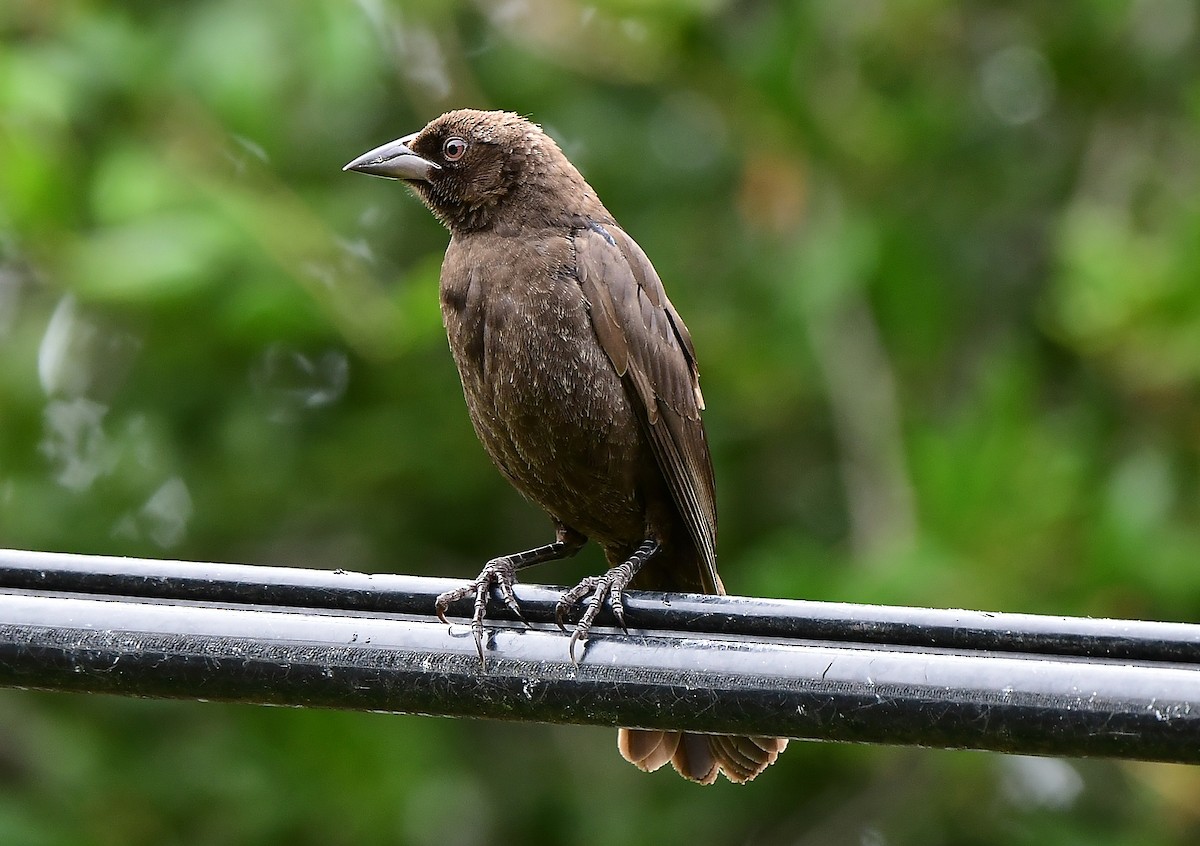 Bronzed Cowbird - JoAnna Clayton