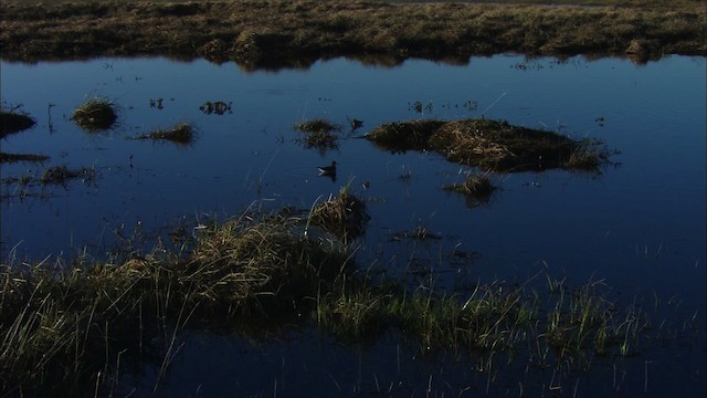 svømmesnipe - ML475597