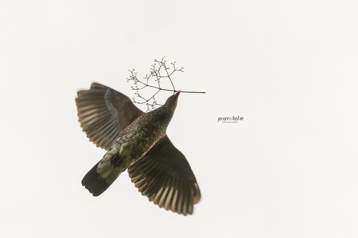 holub šupinkový - ML47559721