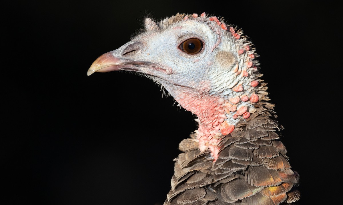 Wild Turkey - ML475597261