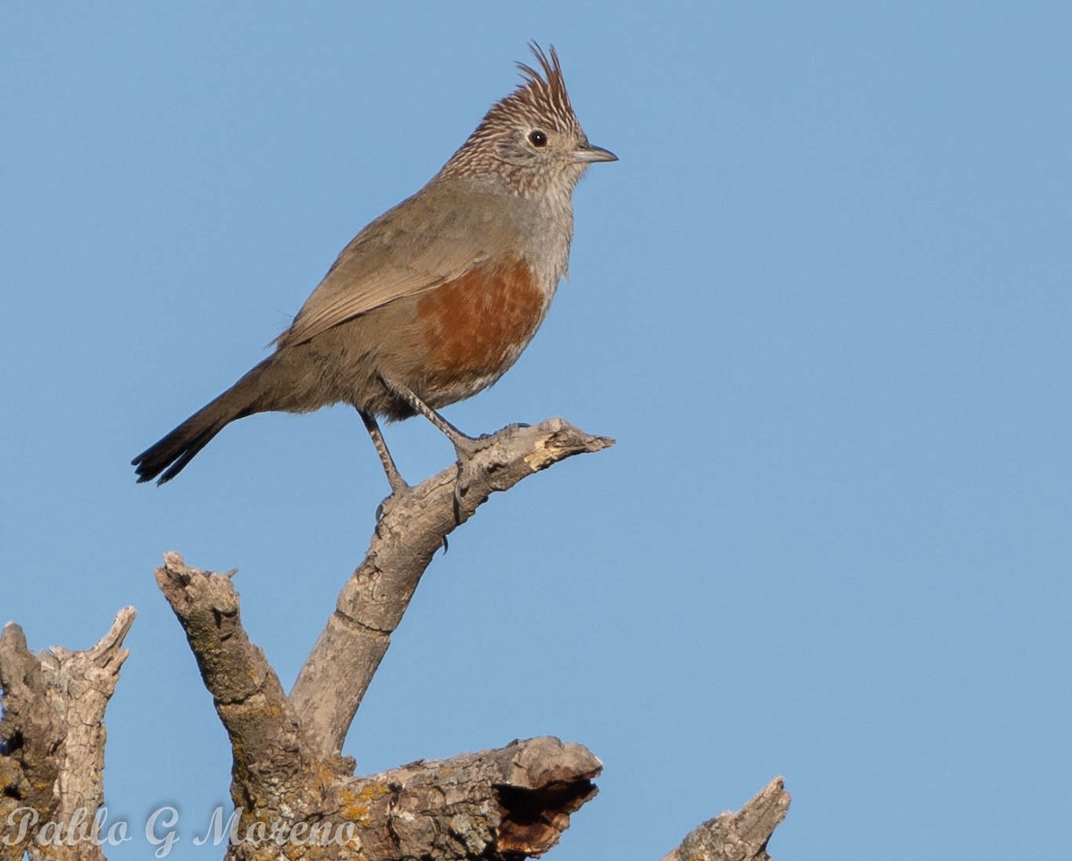 Crested Gallito - ML475597281