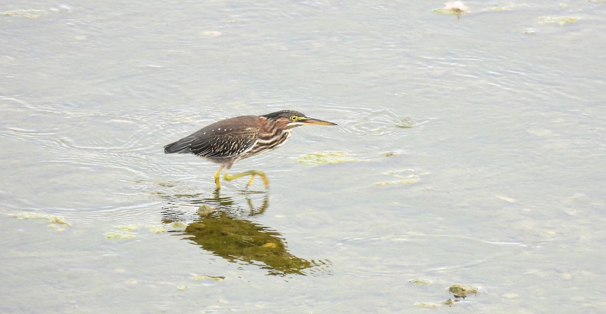 Green Heron - Daniel King