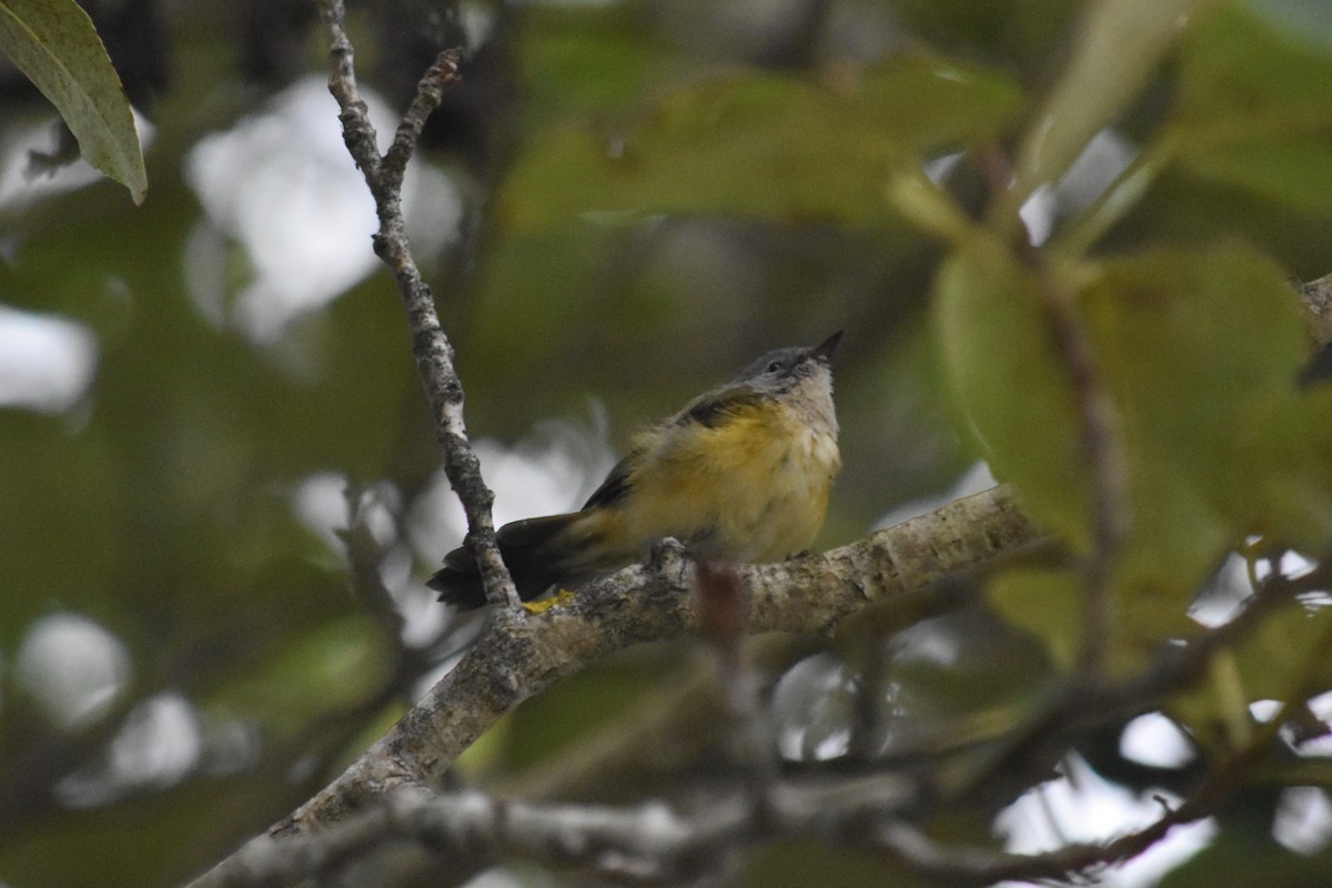 American Redstart - ML475600621