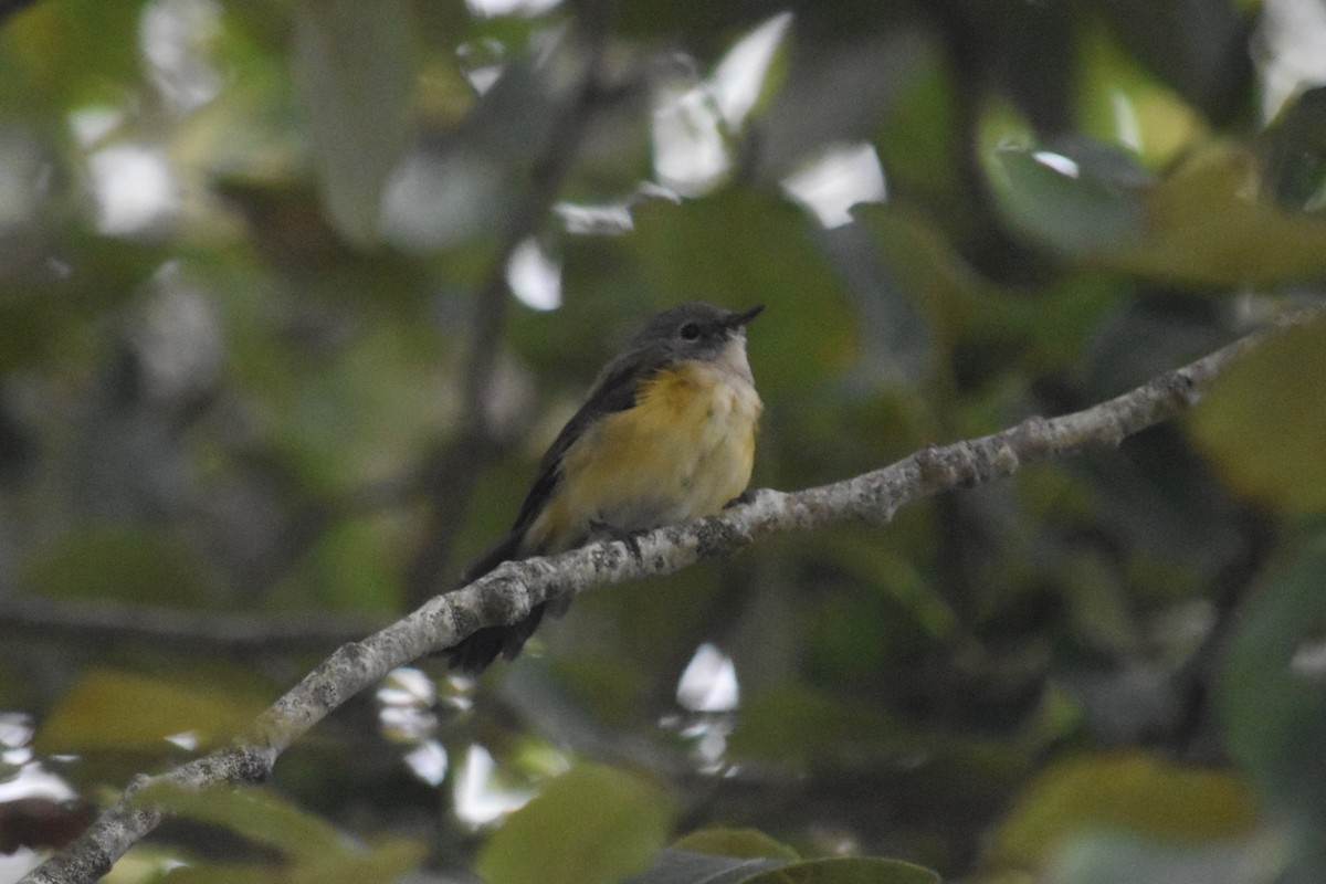 American Redstart - ML475600631