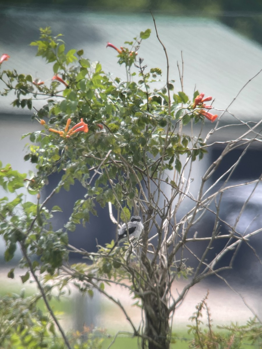 Loggerhead Shrike - ML475601961