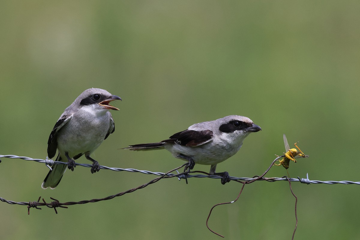 Loggerhead Shrike - Roi & Debbie Shannon