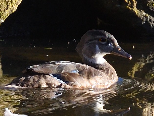 Wood Duck - ML475608001