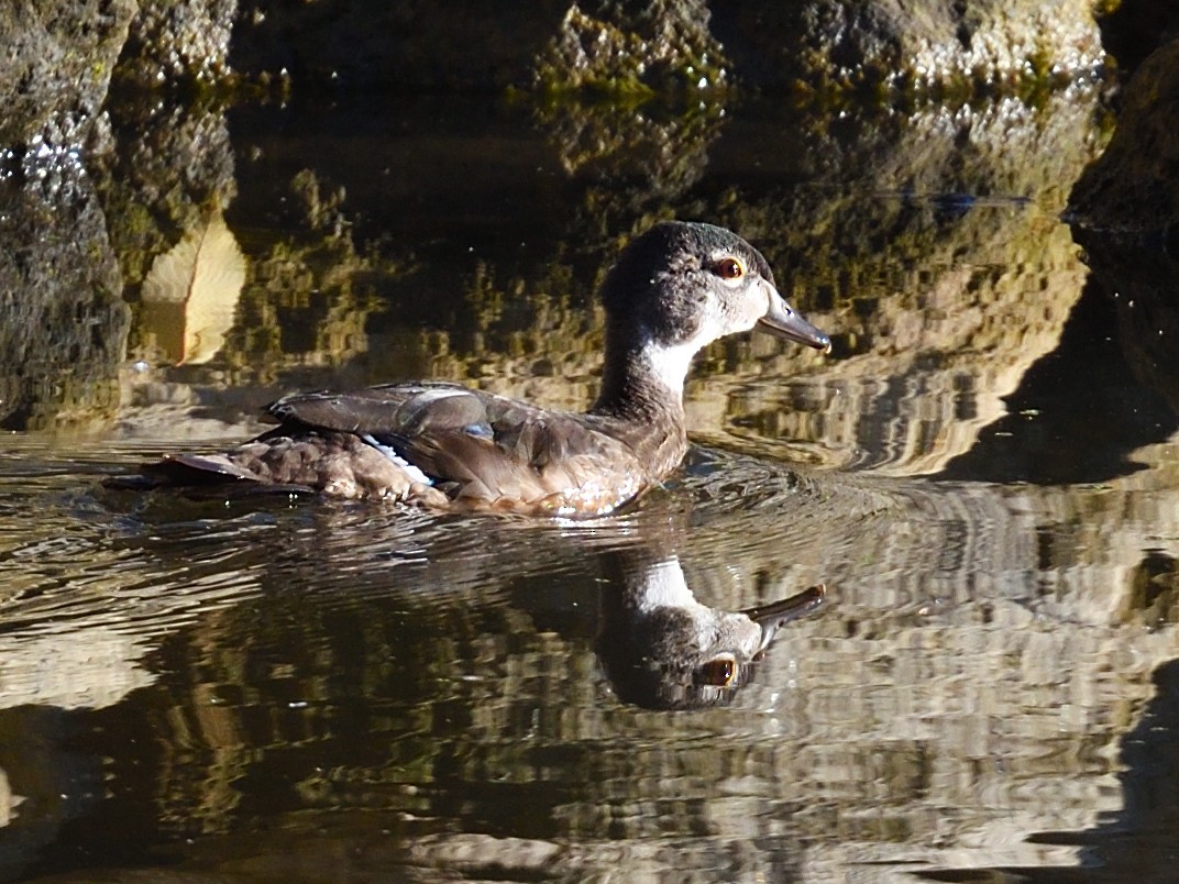 Wood Duck - Colin Fisher