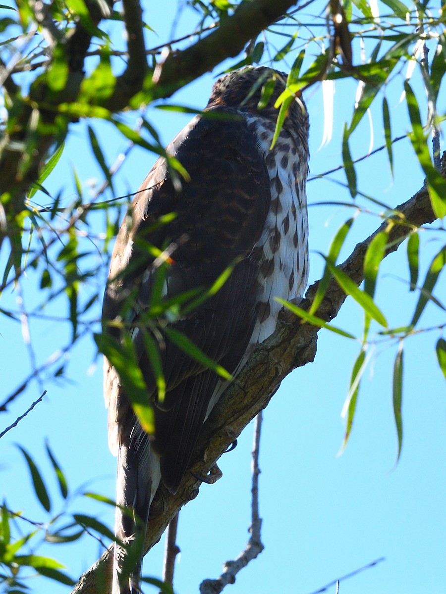 Cooper's Hawk - Colin Fisher