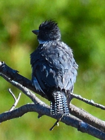 Belted Kingfisher - Colin Fisher