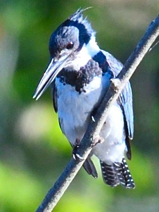 Belted Kingfisher - Colin Fisher