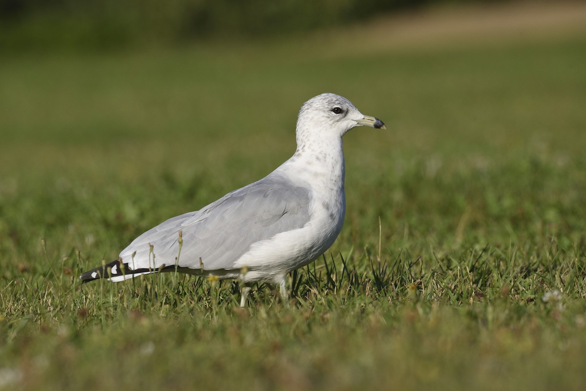 Ring-billed Gull - ML475608661